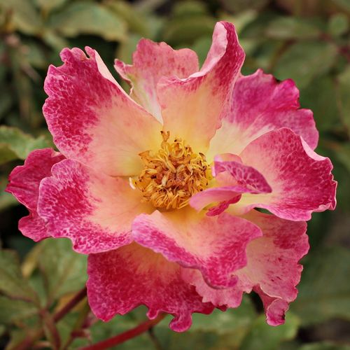 Rosen Online Gärtnerei - grandiflora rosen  - gelb - rot - Rosa Alfred Manessier™ - stark duftend - Dominique Massad - Ihre fröhliche Blütenfarbe und buschige Erscheinung macht sie hervorragend geeignet für Gestaltung von frischen Farbflecken.